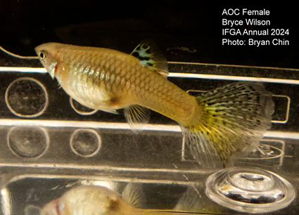 Female guppy aoc